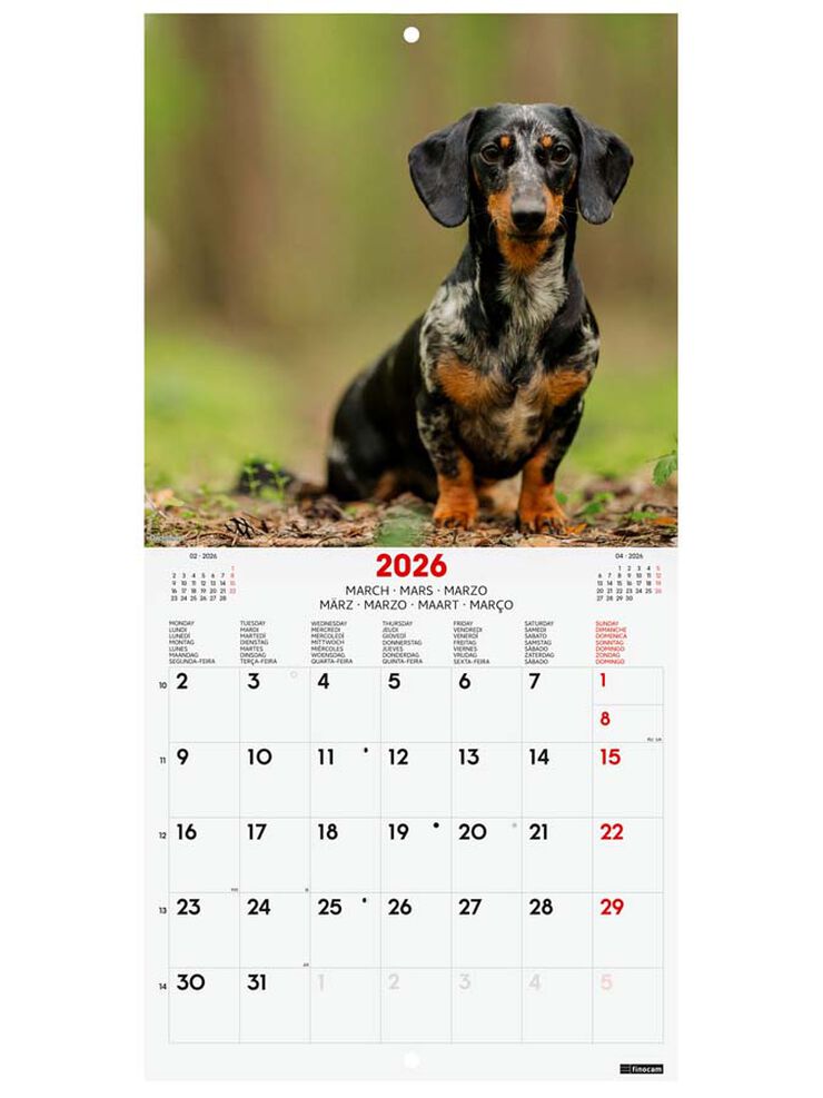 Calendario pared Finocam 18x18 2026 Dogs multilingüe