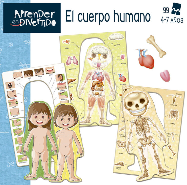 Aprender Es Divertido El Cuerpo Humano