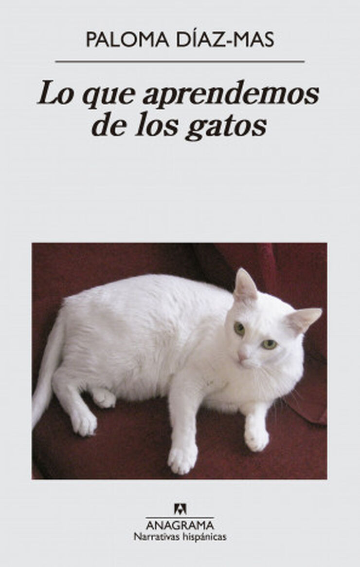 Lo que aprendemos de los gatos