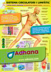 ADHAC 35X50 Sistema limfàtic