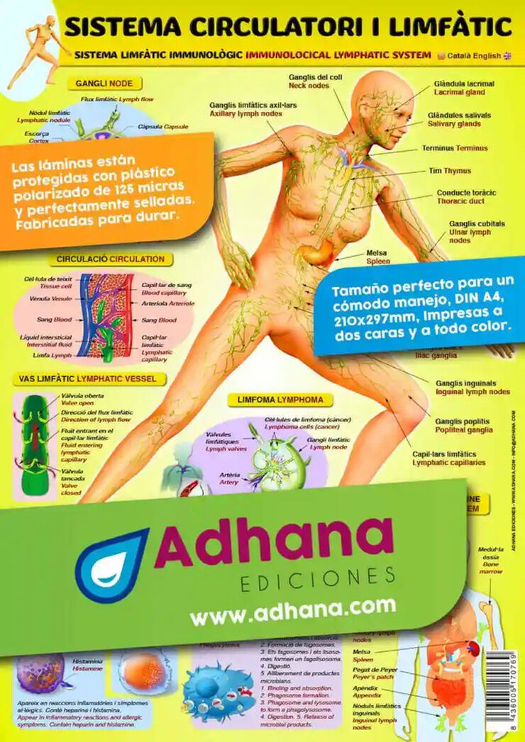 ADHAC 35X50 Sistema limfàtic