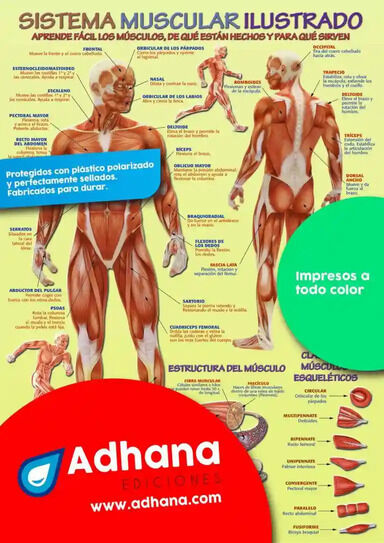 ADHA 35X50 Sistema Muscular Ilustrado