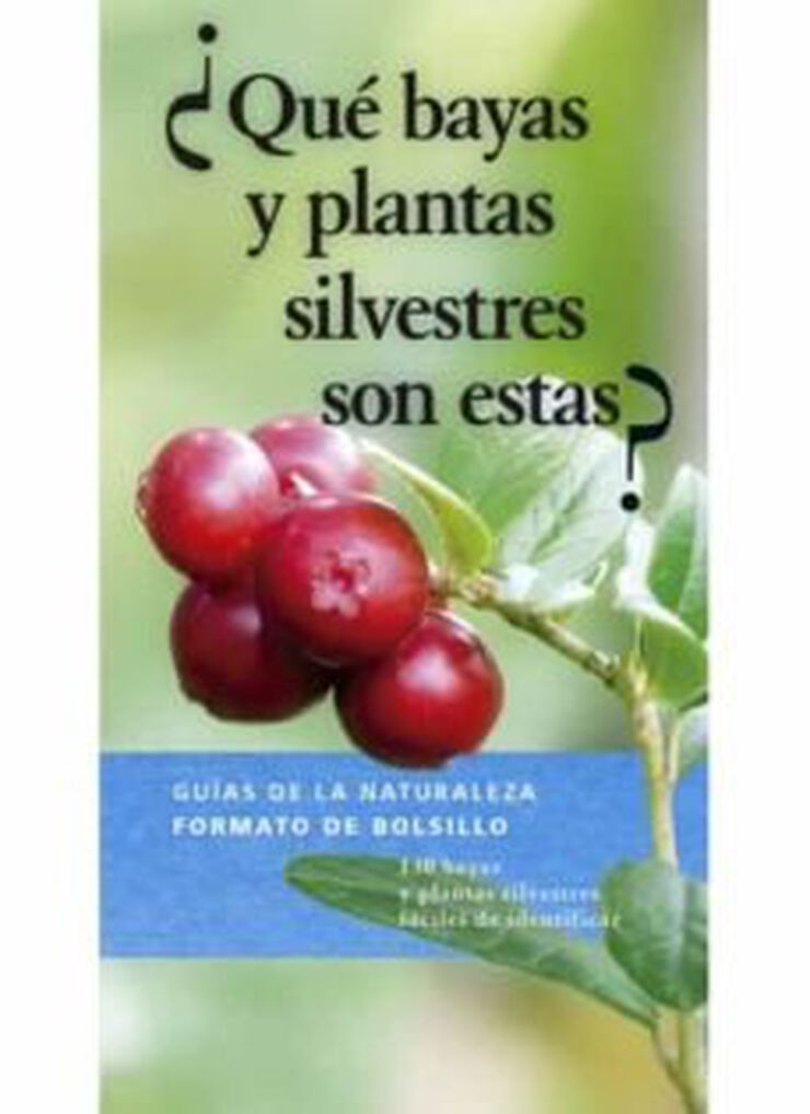 ¿Qué bayas y plantas silvestres son estas?