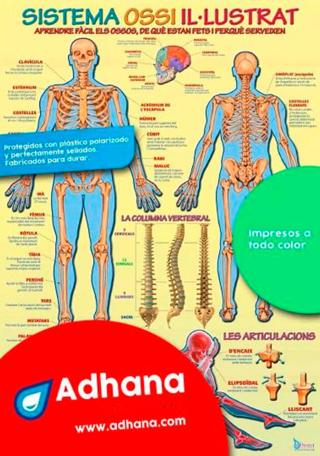 Sistema ossi il&middot;lustrat - P&ograve;ster en catal&agrave;