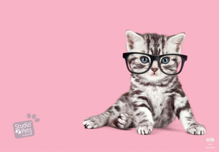 Vade Escolar Studio Pets Cats 2019 de Escritorios