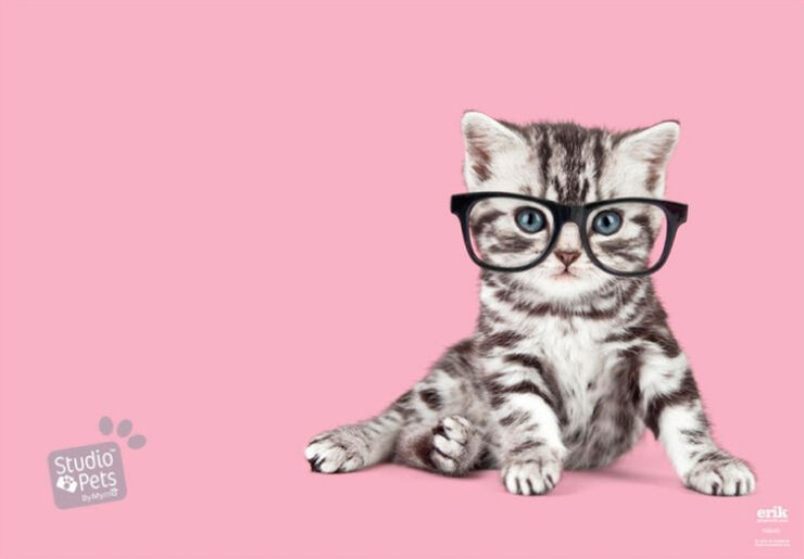 Vade Escolar Studio Pets Cats 2019 de Escritorios