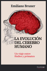 La evolución del cerebro humano La evolución del cerebro humano
