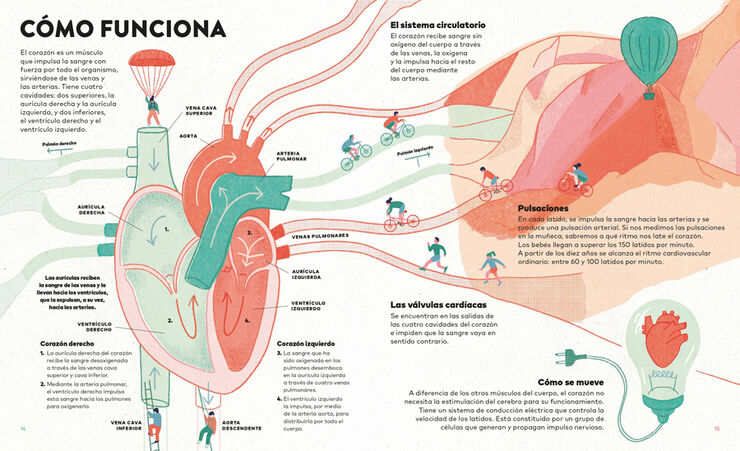 Un corazón