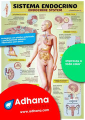 ADHA 35X50 Sistema Endocrino