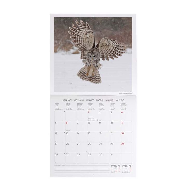 Calendari paret Legami 30x29cm 2026 Owls