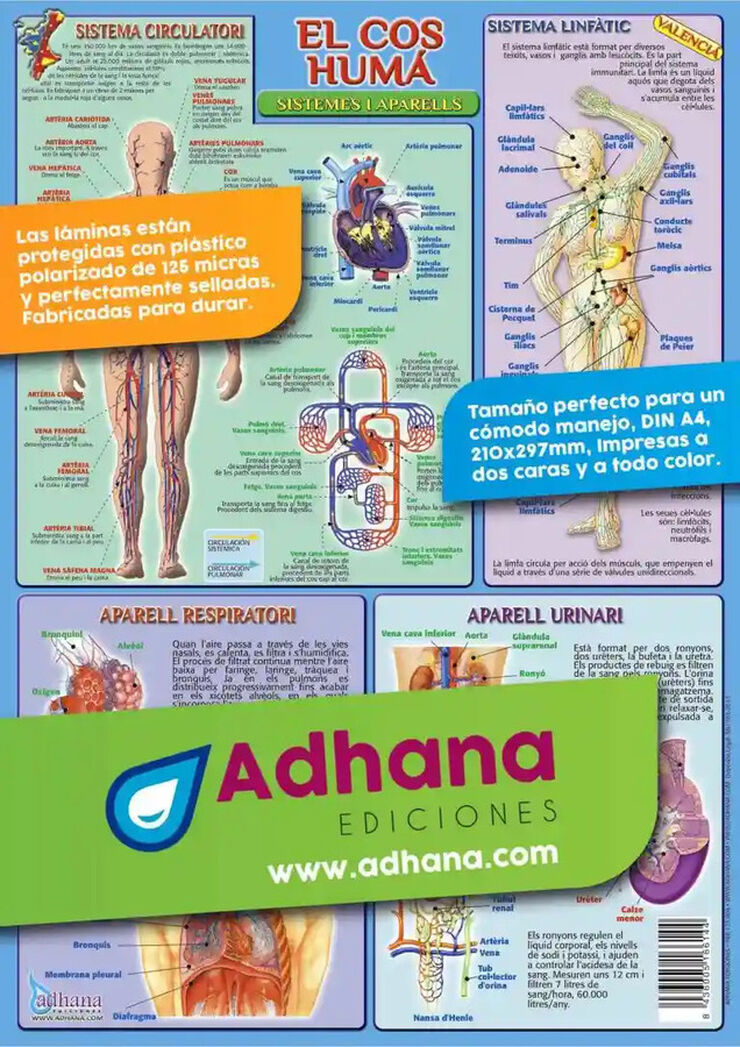 Adhav cos humà