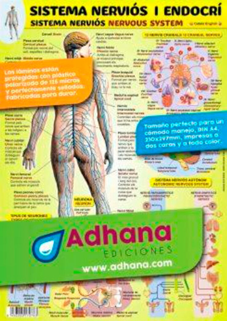 Adhac sistema nerviós/endocrí