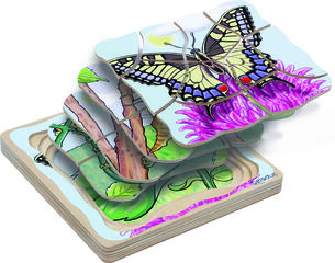 ENCAJE EVOLUTIVO MARIPOSA
