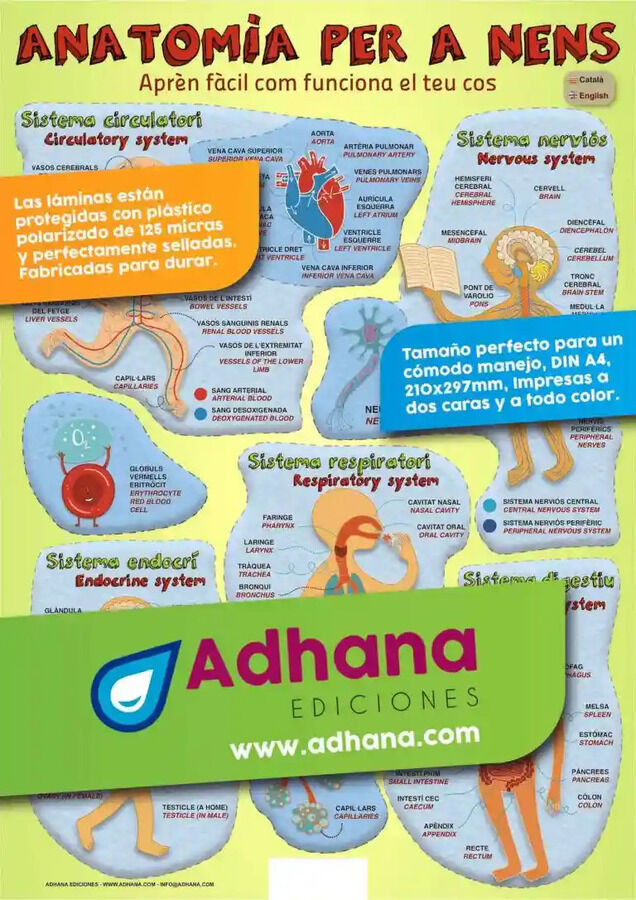 ADHAC 35X50 Anatomia per a nens