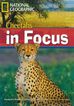 Cheetahs in Focus. 2200