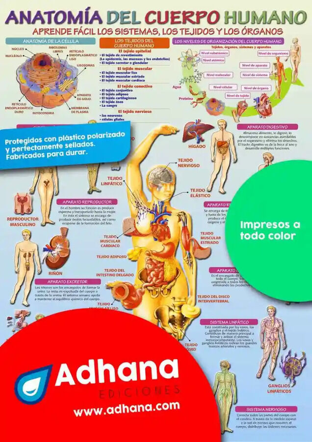 ADHA 35X50 Anatom&iacute;a Del Cuerpo Humano