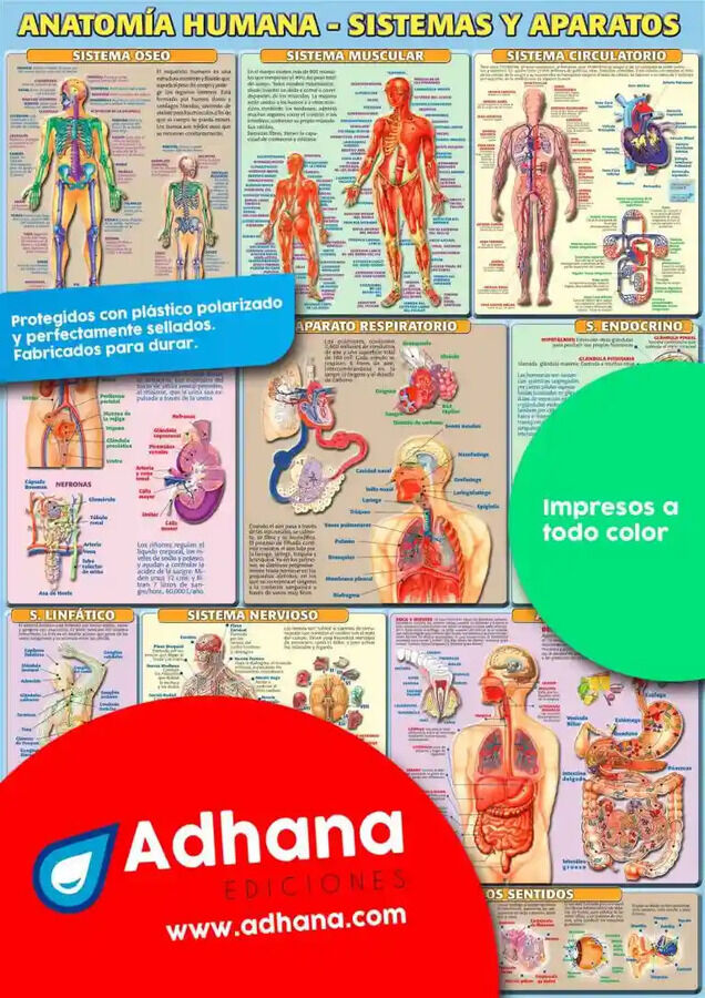 ADHA 35X50 Anatom&iacute;a Humana. Sistemas Y A