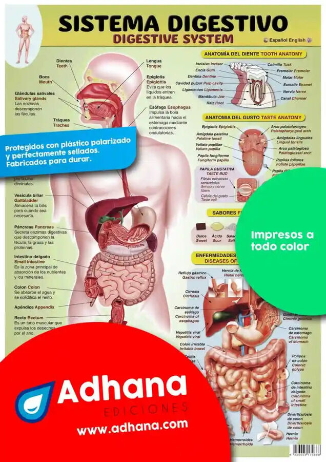 ADHA 35X50 Sistema Digestivo