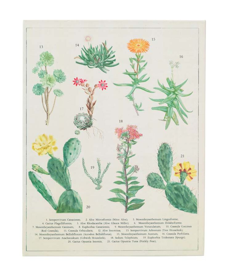 Carpeta A4 con Pinza Kokonote Botanical Cacti