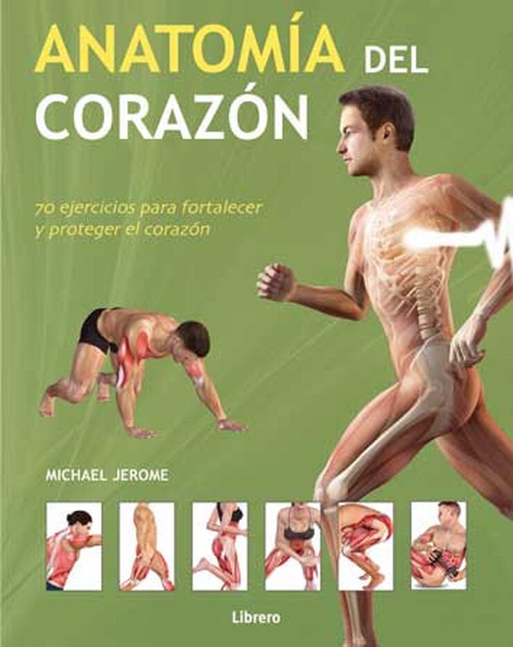 Anatomía del corazón