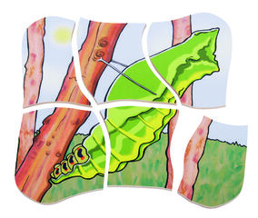 ENCAJE EVOLUTIVO MARIPOSA