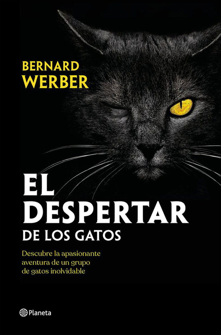 El despertar de los gatos