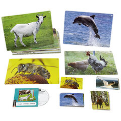 Imatges i sons: els animals