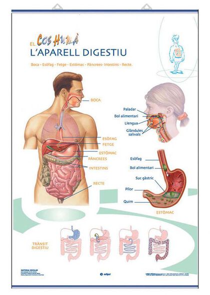 Edigolc lap digestiu/excretor/70x100