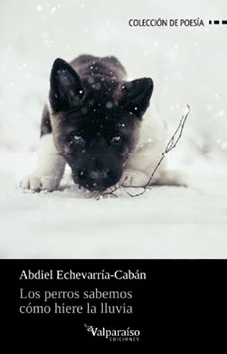 Los Perros Sabemos Como Hiere La Lluvia