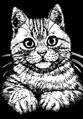 Làmina vellut Colorvelvet Gat