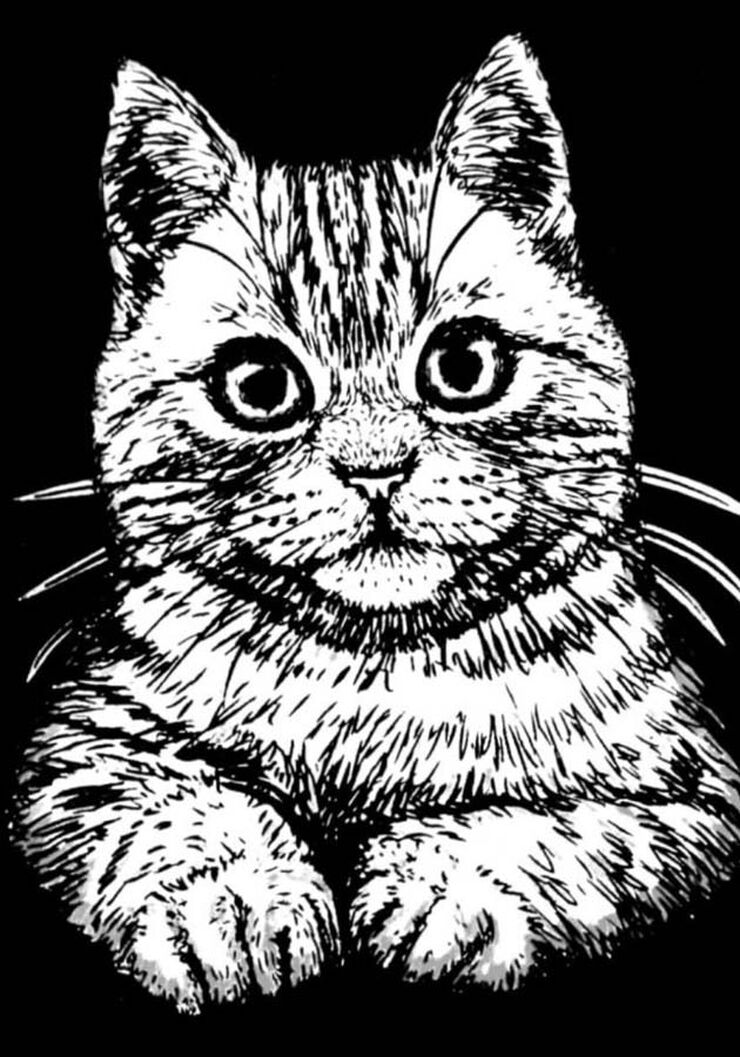 Làmina vellut Colorvelvet Gat