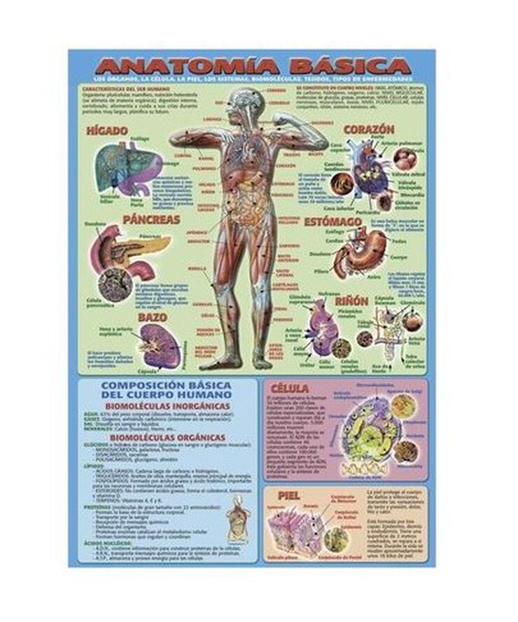 ADHA Anatomía básica