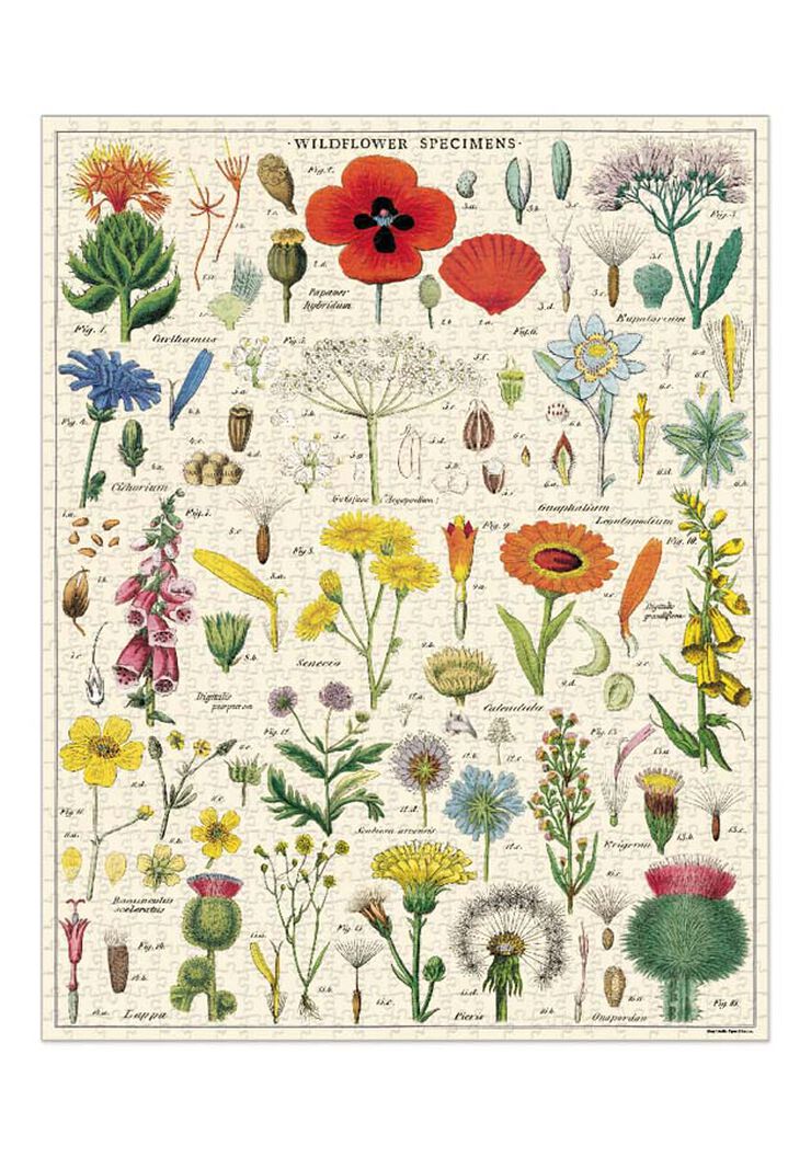 Puzle 1000 peces Cavallini Wildflowers