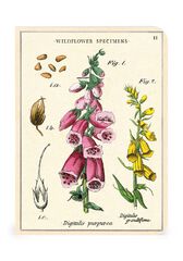 Set 3 Mini Libreta Cavallini Wildflowers