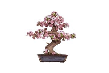 Maqueta Bonsai Sakura