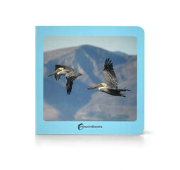 Aves Aves