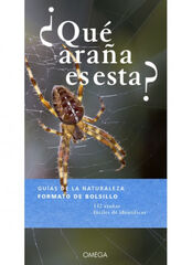 ¿Qué araña es esta? ¿Qué araña es esta?