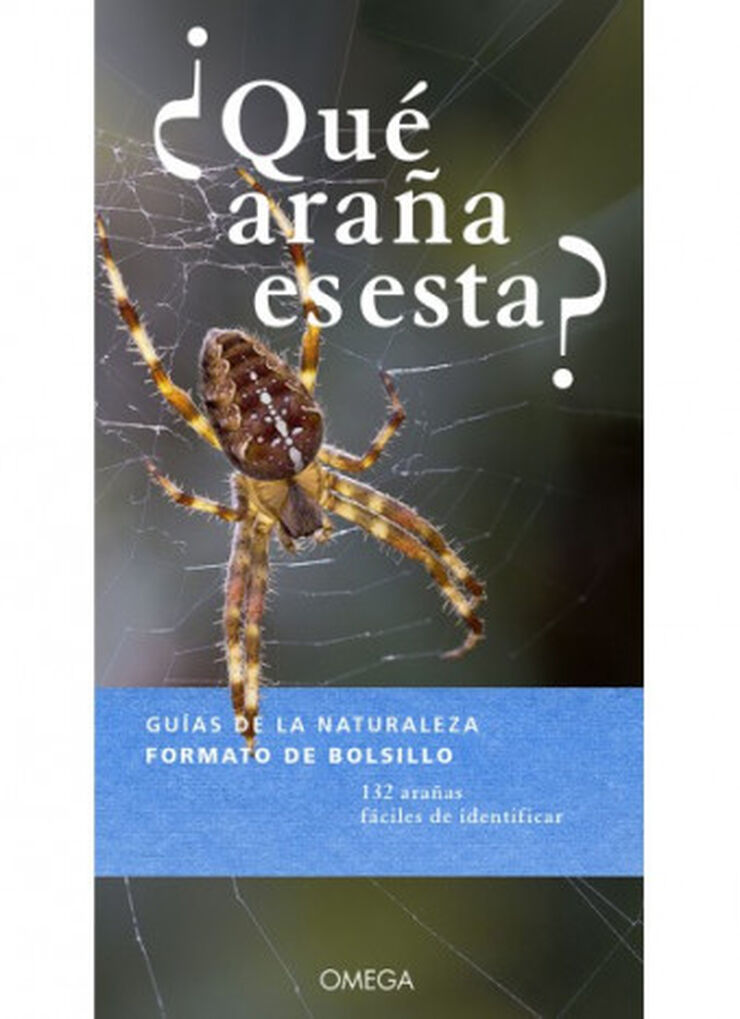 ¿Qué araña es esta?