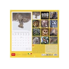 Calendari paret Legami 30x29cm 2026 Owls