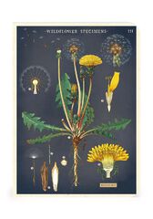 Set 3 Mini Libreta Cavallini Wildflowers