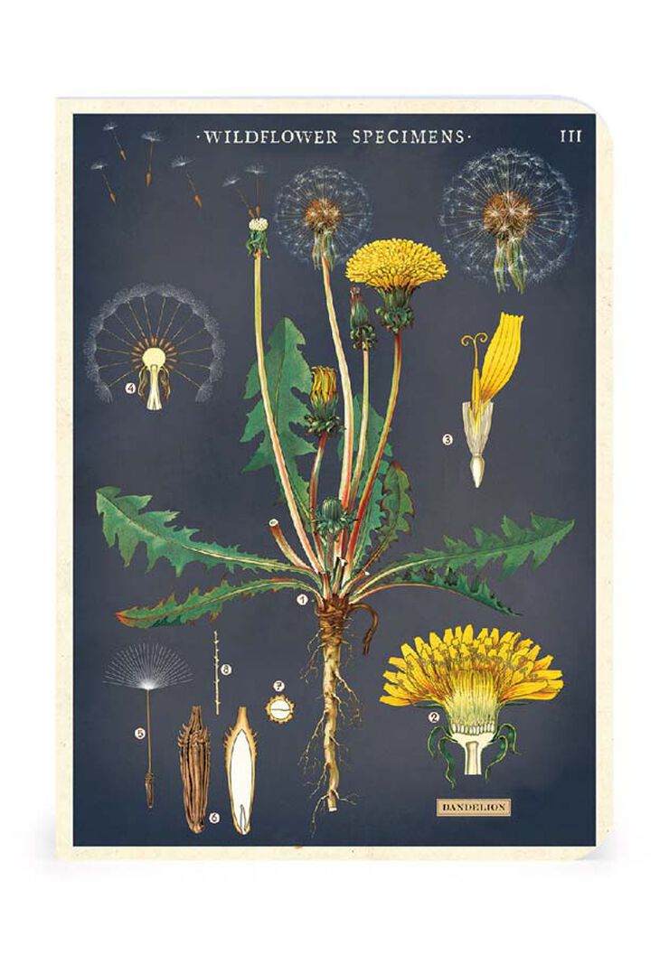 Set 3 Mini Libreta Cavallini Wildflowers