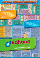 ADHAC Anatomia bàsica