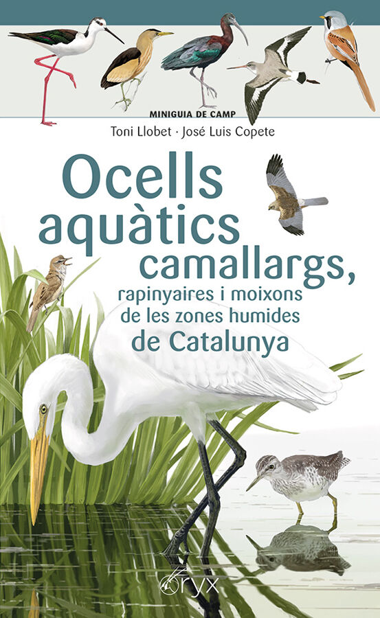 Ocells aqu&agrave;tics camallargs, rapinyaires i moixons de les zones humides de Catalunya