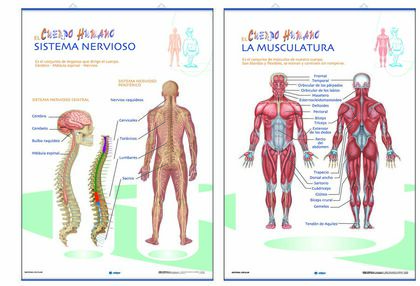 Edigol lap musculatura/s.nervioso/70x100
