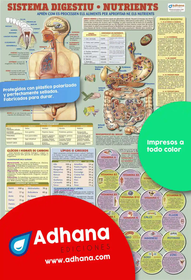 Sistema digestiu. Nutrients