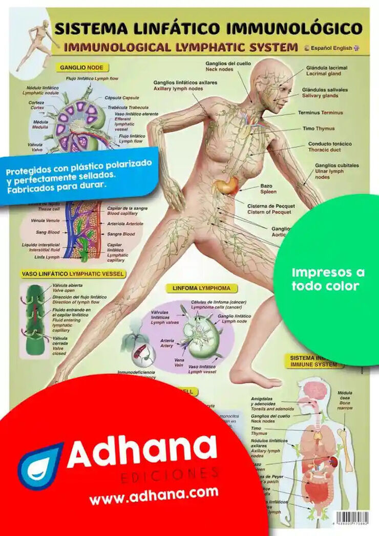 ADHA 35X50 Sistema Linfático Inmunológic