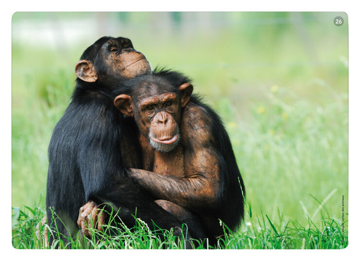 Imatges i sons: els animals