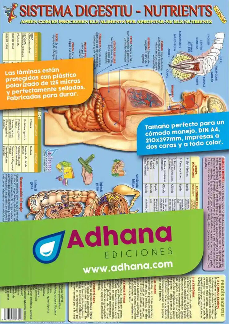 Adhav sistema digestiu/nutrients