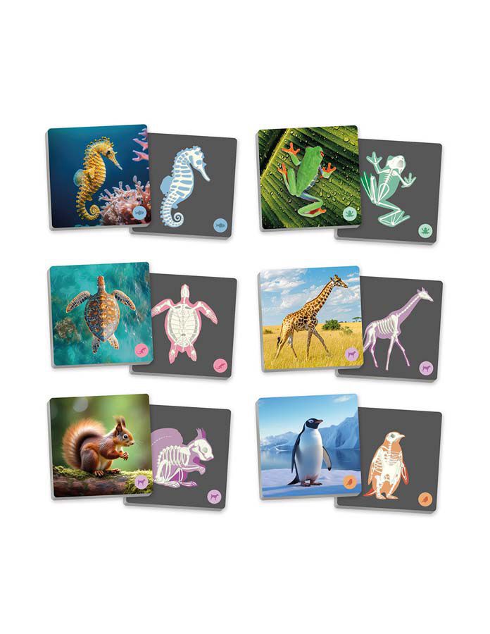Maxi Memory Animals vertebrats i el seu esquelet