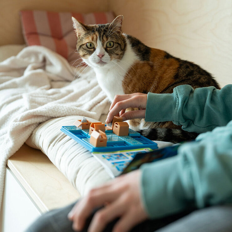 Gatos y Cajas